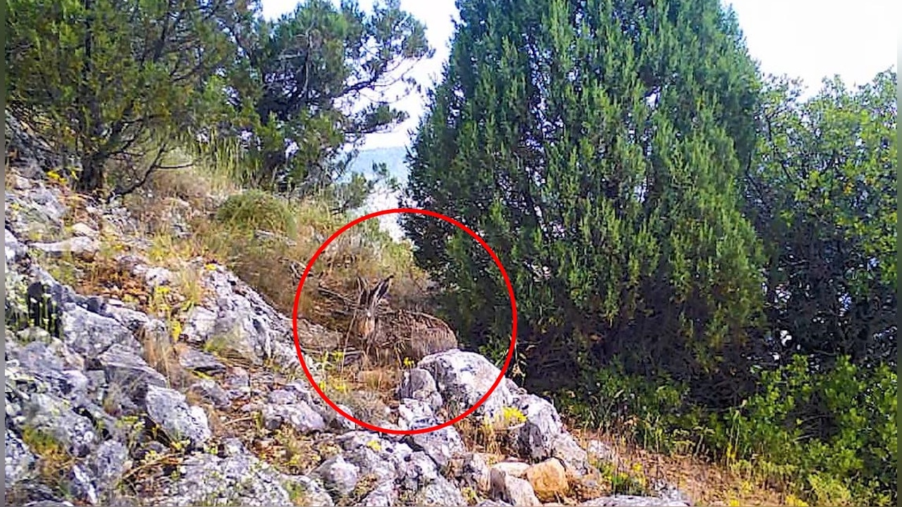 Keles'te Yaban Hayvanlarının Fotokapanlarla İzlenmesi