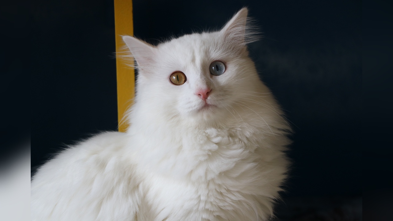 Van Kedi Villası, 2024'te 200 Bin Ziyaretçiyi Ağırlamayı Bekliyor