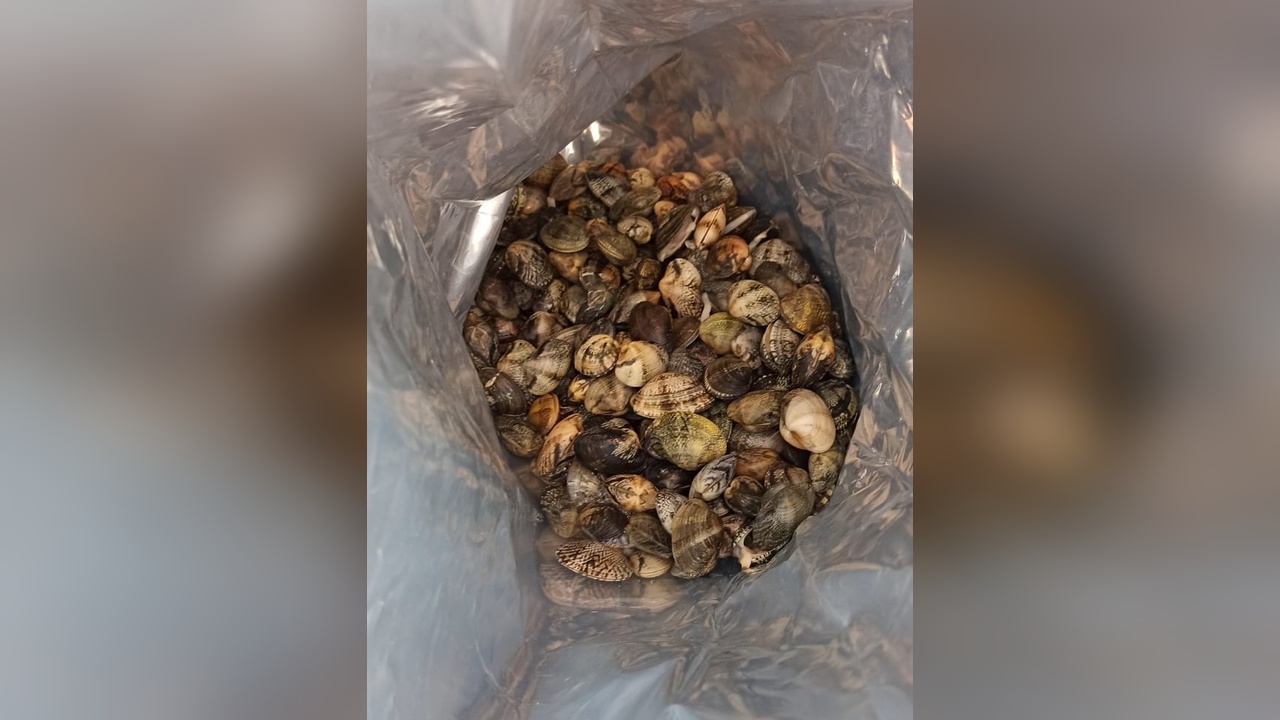 Kaçak Kum Midyesi İhracatında Cezalar Kesildi
