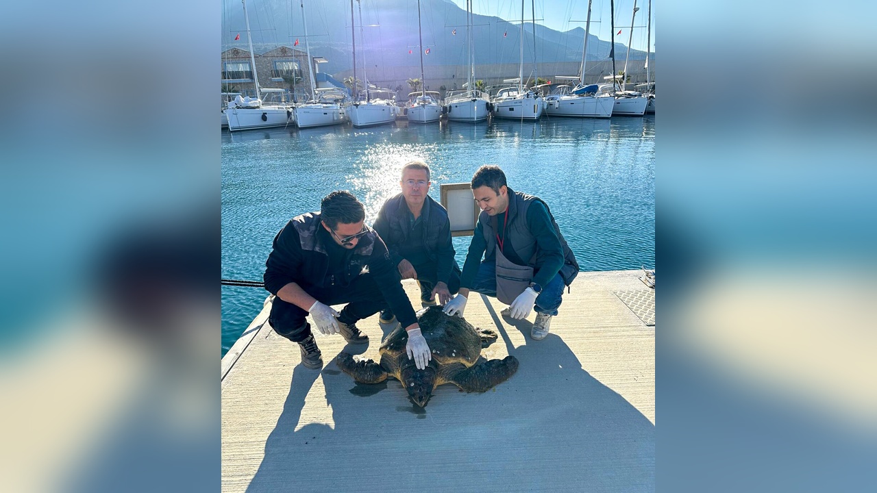 Yaralı Caretta Caretta Muğla'da Tedavi Altına Alındı