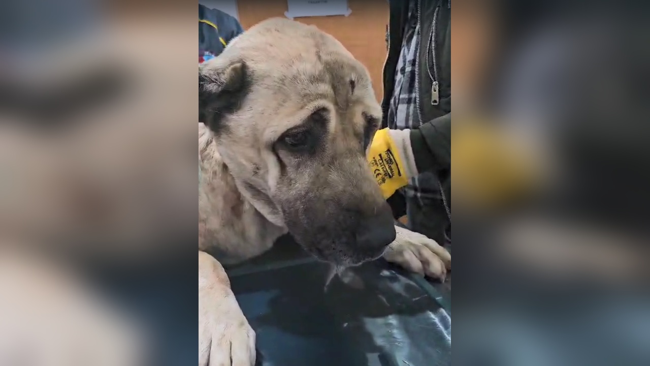 Saldırıya Uğrayan Köpek Sağlık Gözetiminde