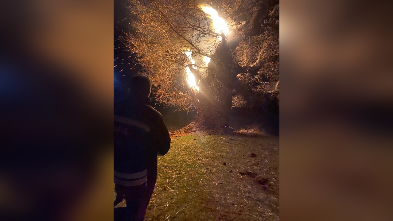Bingöl'de Tarihi Meşe Ağacı Yangında Yok Oldu