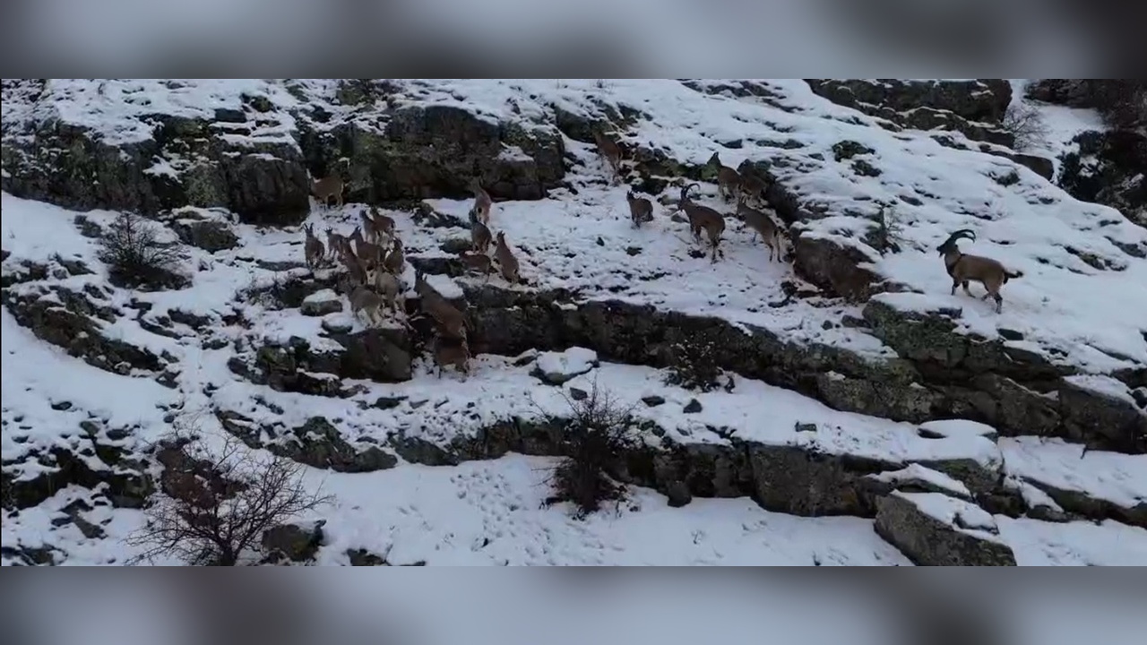 Kop Dağı'nda Dağ Keçileri Görüntülendi