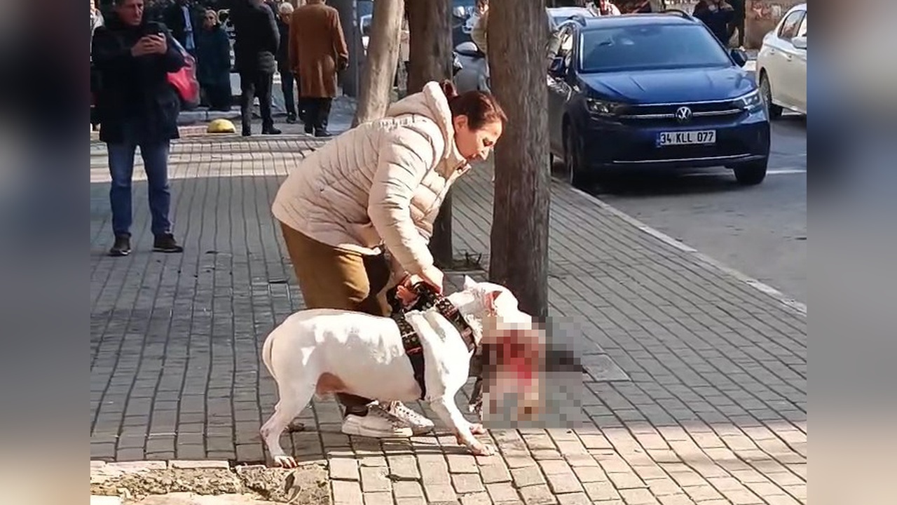 Avcılar'da Sokak Kedisine Saldıran Yasaklı Irk Köpeğin Sahibi Tutuklandı
