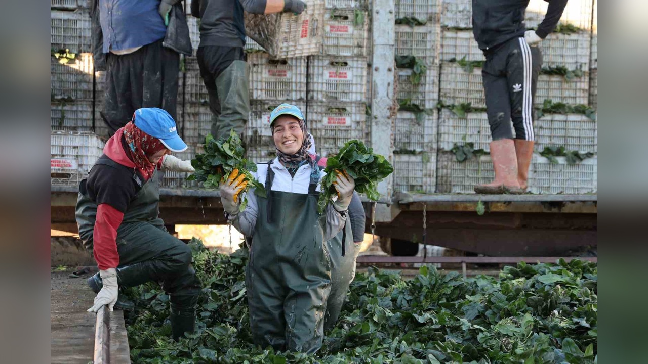 Adana'da Ispanak Hasadı Sezonu Açıldı