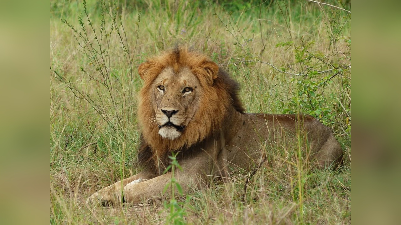 Zimbabve'de Kaybolan Çocuk, Aslanlarla Dolu Parkta 5 Gün Sonra Bulundu