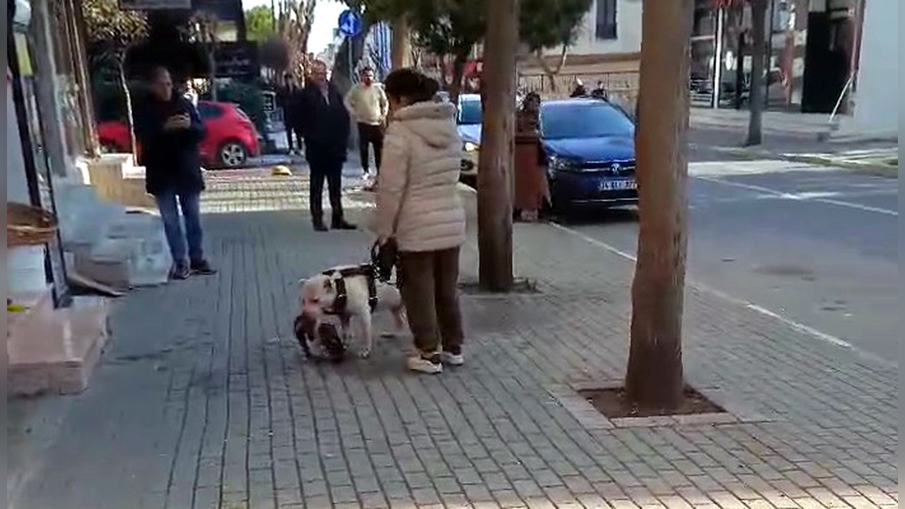 Avcılar'da Pitbull Sahibi Tutuklandı: Sokak Kedisi Öldürüldü