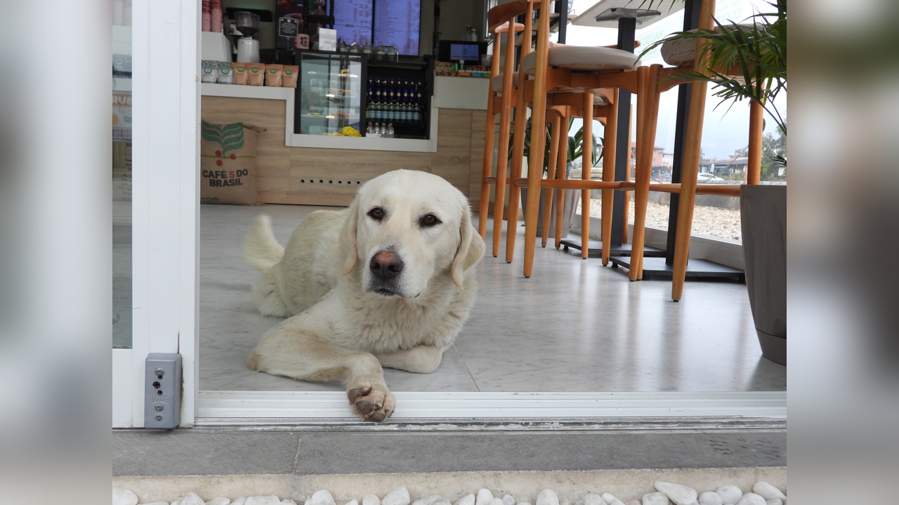 Yağmurlu Havalarda Sokak Köpeklerine Sığınak: Kafe