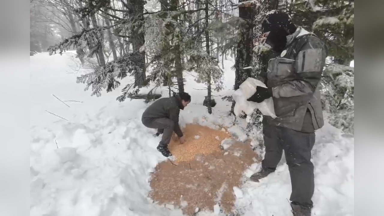 Uludağ'da Yaban Hayvanları İçin Yem Bırakıldı
