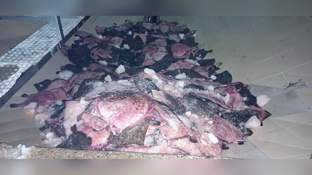 Samsun'da Kaçak Kalkan Balığı Operasyonu: 3,6 Ton Ele Geçirildi