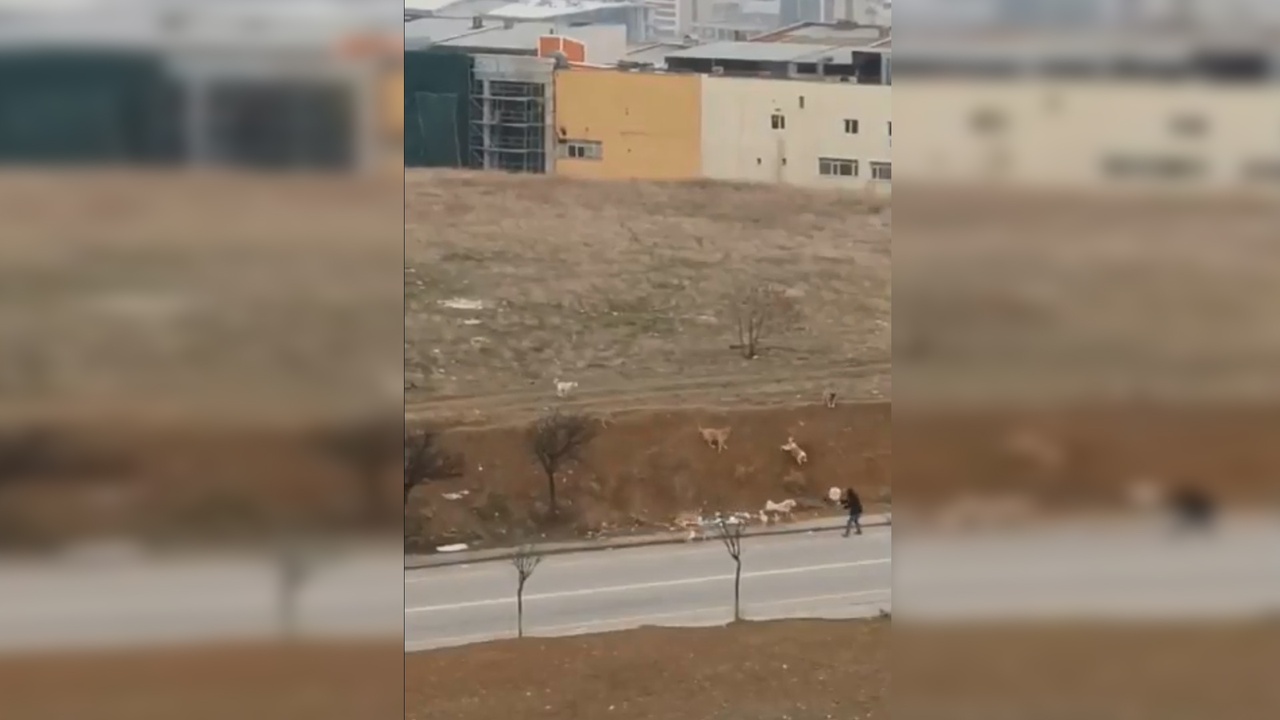 Ankara'da Başka Köpek Saldırıları Kameralara Yansıdı