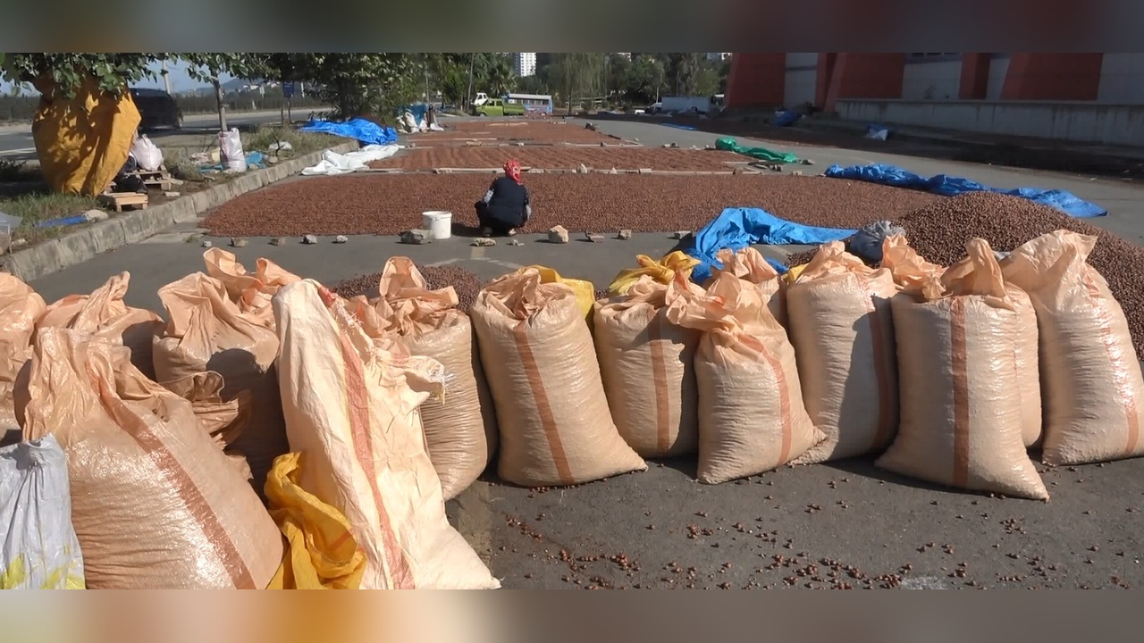 Fındık İhracatı Karadeniz Bölgesi'nde Yükselişte