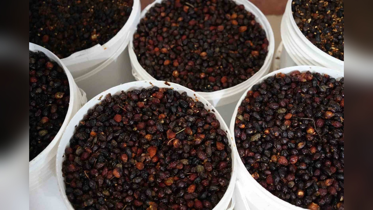 Zeytin Hasadı Tamamlandı, Zeytinyağı Şişelenmeye Hazır