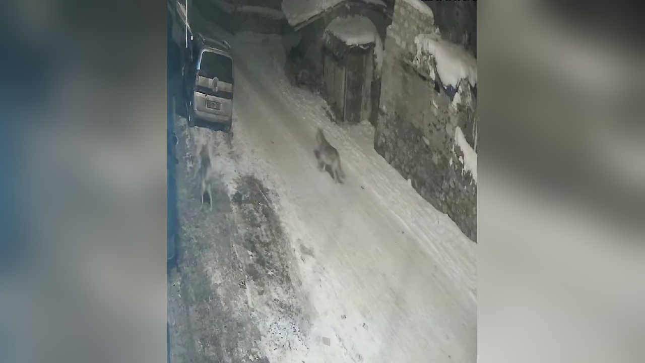 Açlıkla Mücadele Eden Kurtlar, Mahallelere İndi