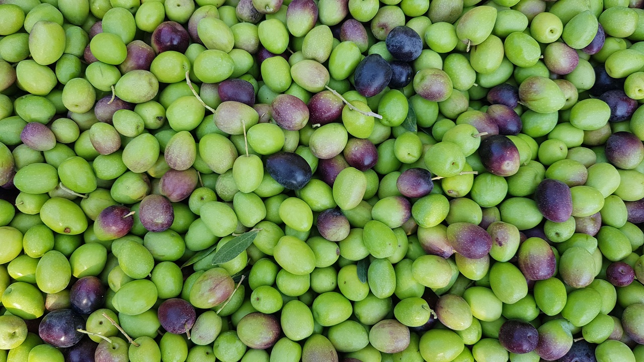 Türkiye'nin Zeytin Üretimi Rekor Kırdı