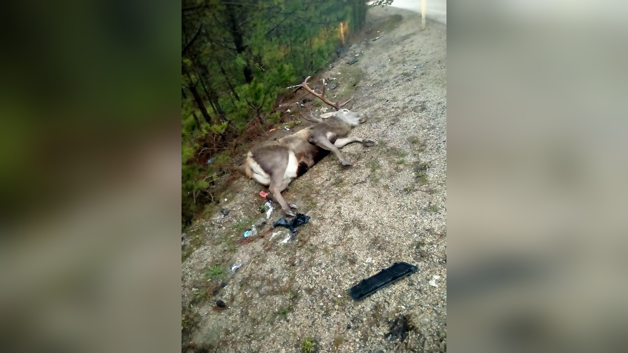 Minibüs Çarpması Sonucu Geyik Hayatını Kaybetti