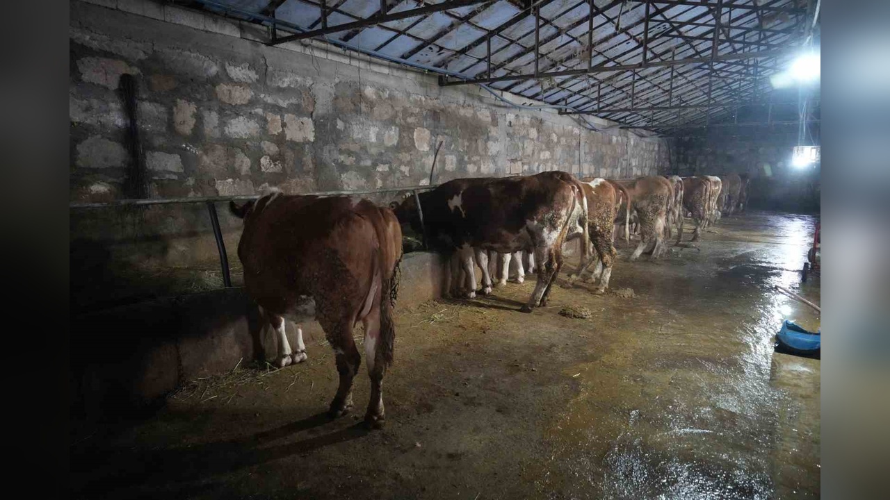 Buzağı Yetiştiriciliği ile Ekonomiye Katkı: 5 Milyar TL Gelir Hedefi