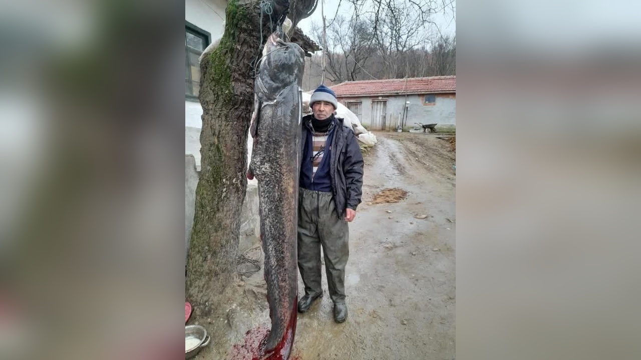 Meriç Nehri'nde Dev Yayın Balığı Avlandı