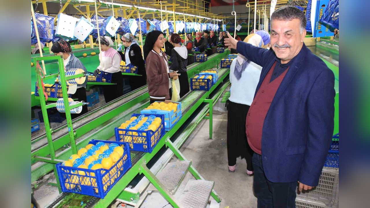 Limonda Hasat Zamanı: Fiyatlar Düşüşte