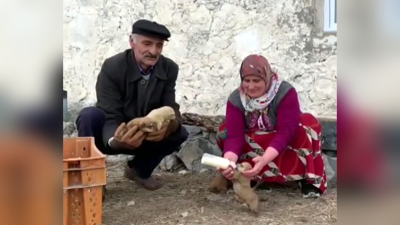 Yavru Köpekler İçin Biberon Dönemi Başladı