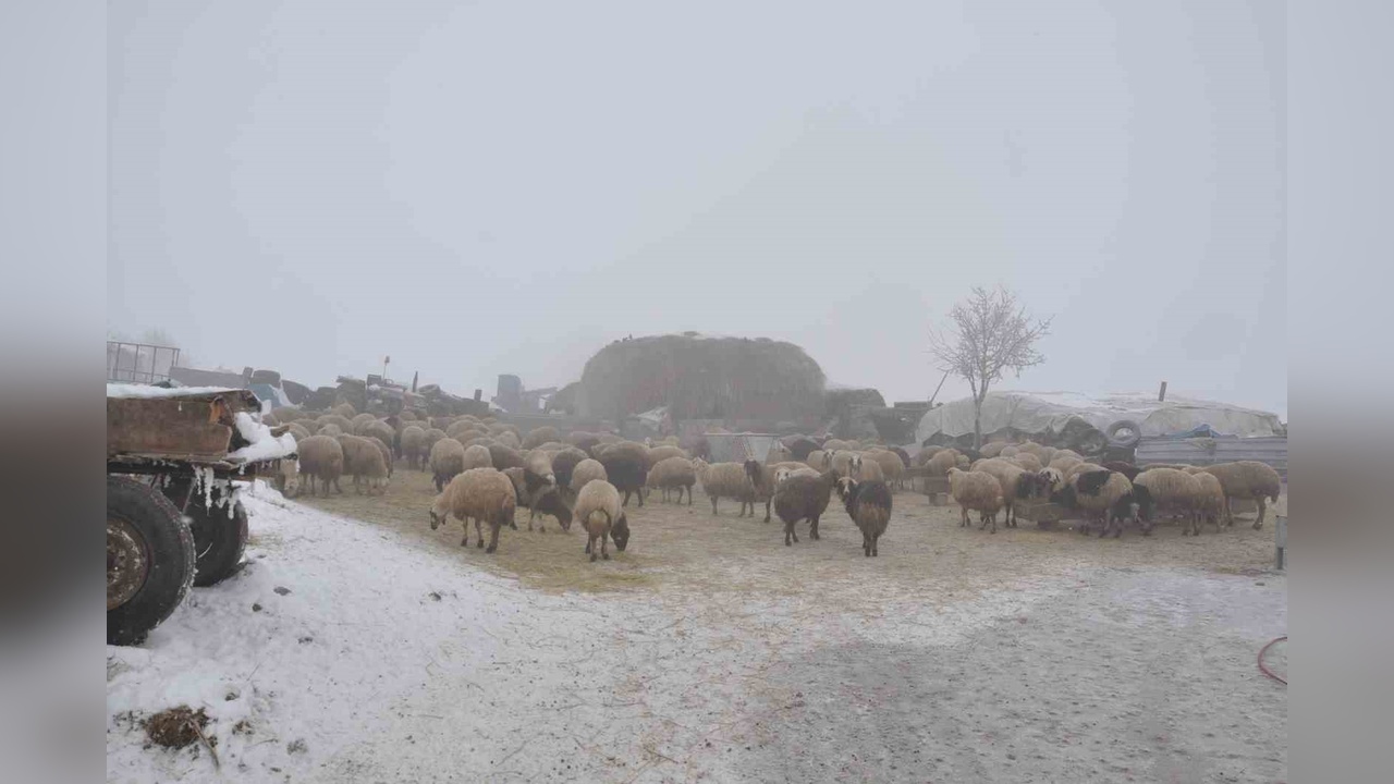 Kars'ta Çoban Bulma Sorunu Küçükbaş Hayvancılığı Tehdit Ediyor