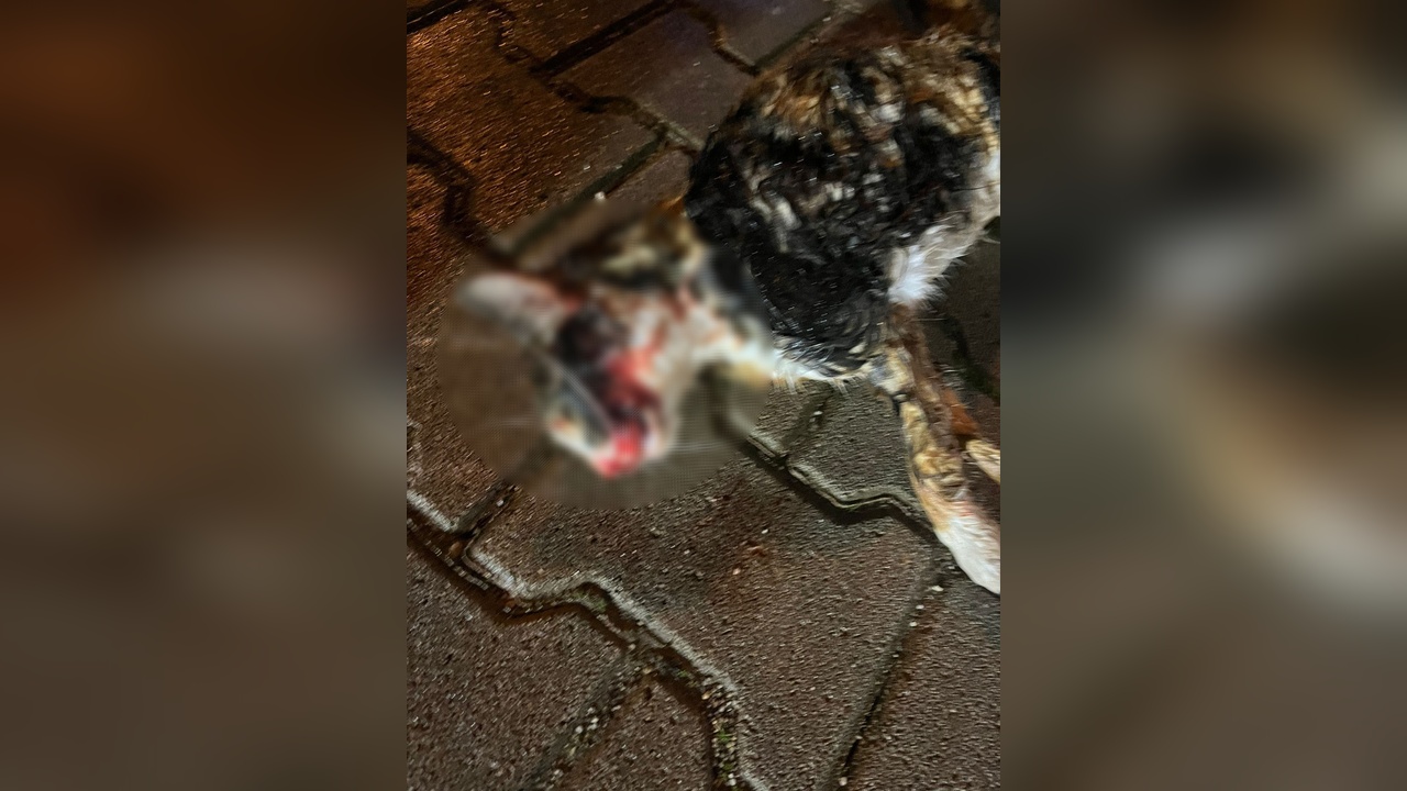 Zehirlenen Hayvanlar Kurtarıldı: 5 Yavru Köpek ve 1 Kedi Bulundu