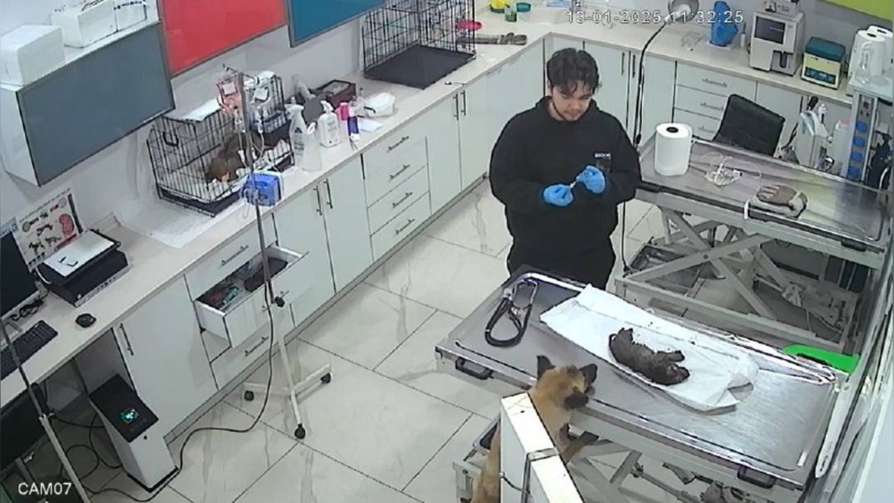 Beylikdüzü'nde Yavru Hayvanın Veterinere Getirilmesi Anları Kamerada