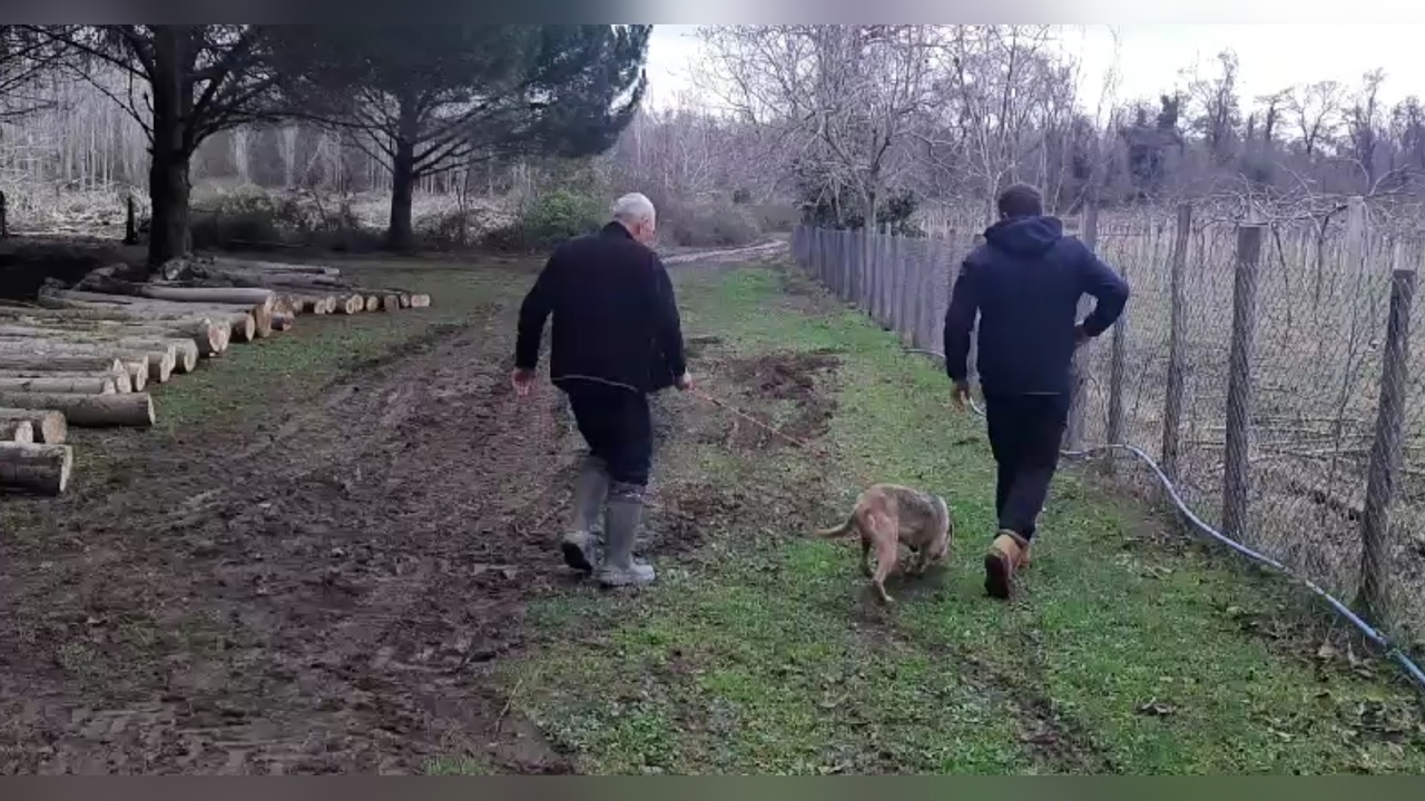 Bursa'da Bozayı Barınaktan Kaçtı, Kameralara Yansıdı