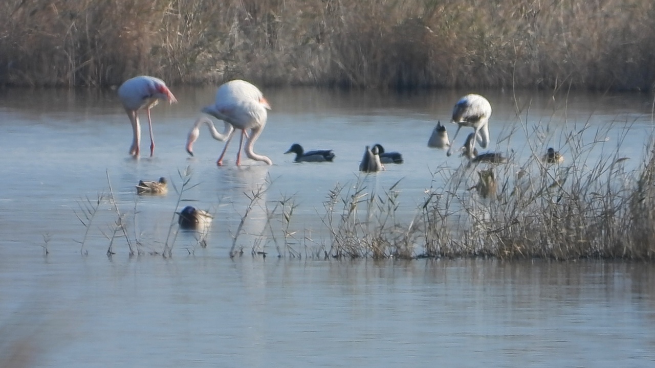 Milleyha Gölü'nde Flamingo Ziyareti