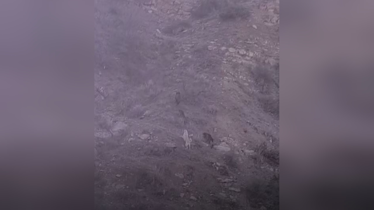 Köpekler, Besiciye Saldıran Domuzları Kovaladı