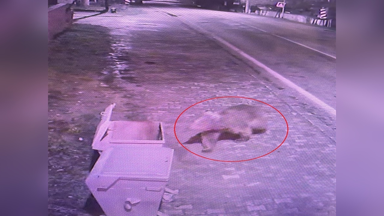 Bursa'da Bozayı Arama Çalışmaları Devam Ediyor