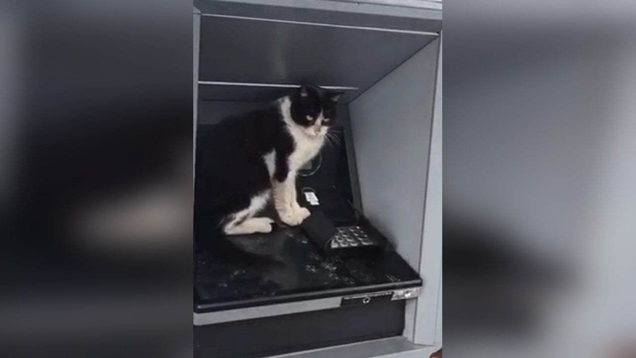 ATM Önünde Bekleyen Kedi, Kullanıcıları Durdurdu