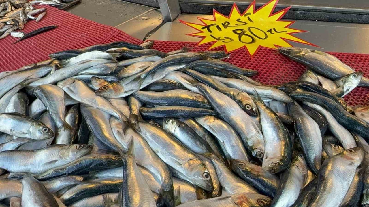 Tırsi Balığı, Mangal Keyfini Sonlandırıyor