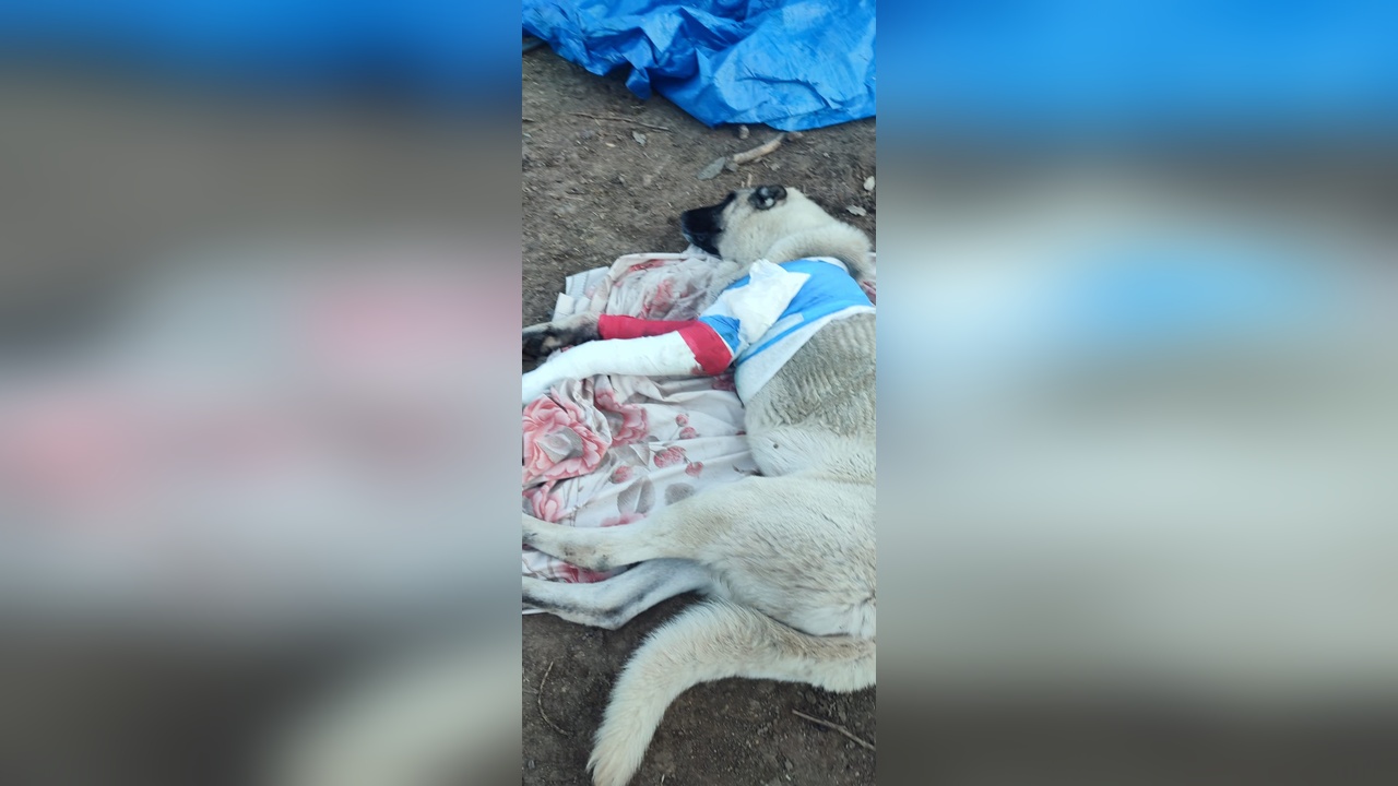 Elazığ'da Avcılar Tarafından Vurulan Çoban Köpeklerinden Biri Hayatını Kaybetti