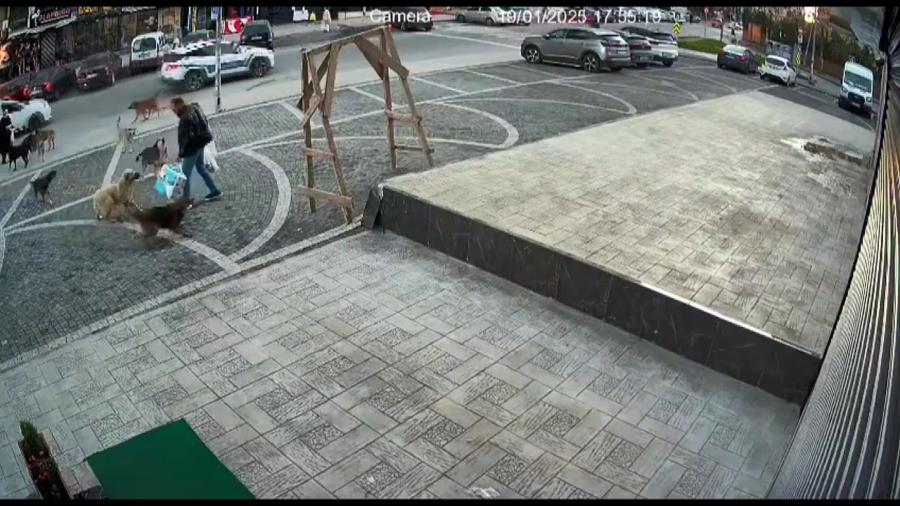 Esenyurt'ta Sokak Köpekleri Yoldan Geçenlere Saldırdı