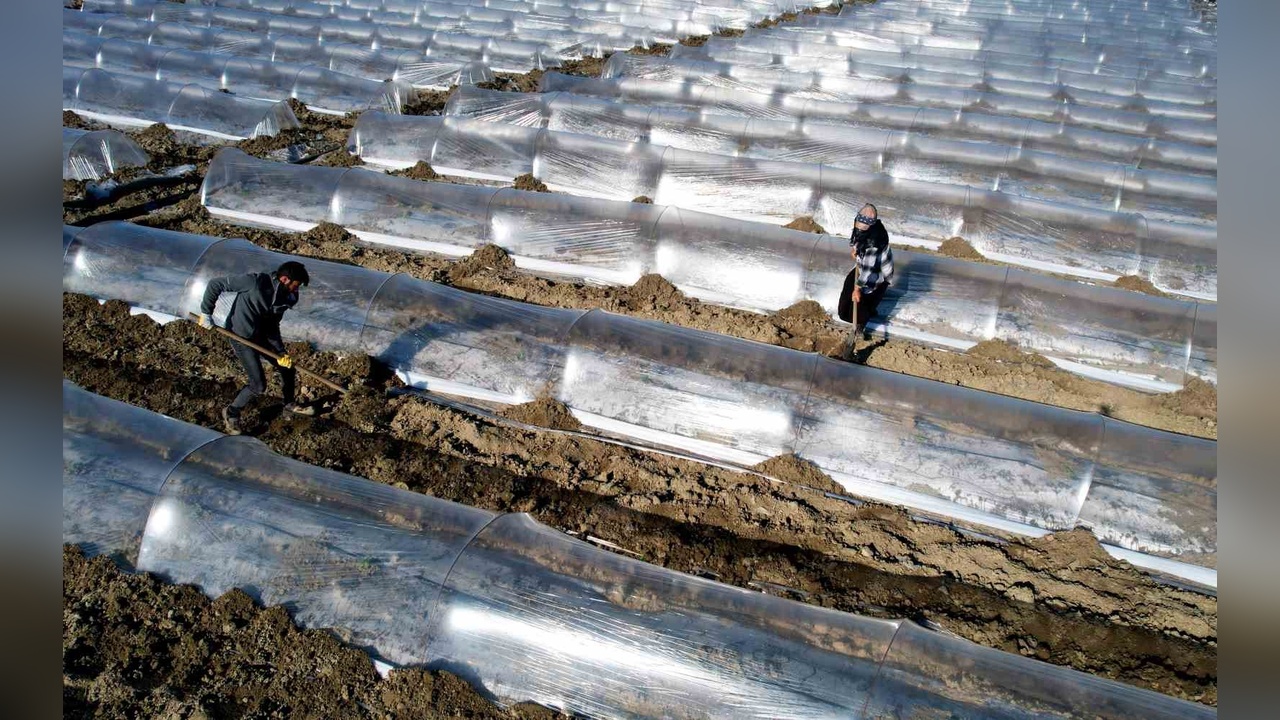 Adana'da Karpuz Fideleri Toprakla Buluştu