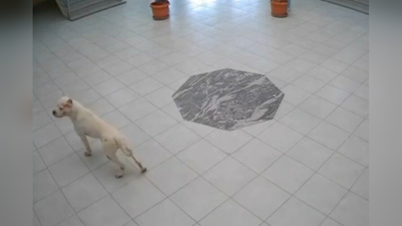 Kosova'da Okulda Köpek Saldırısı: Dört Öğrenci Yaralandı
