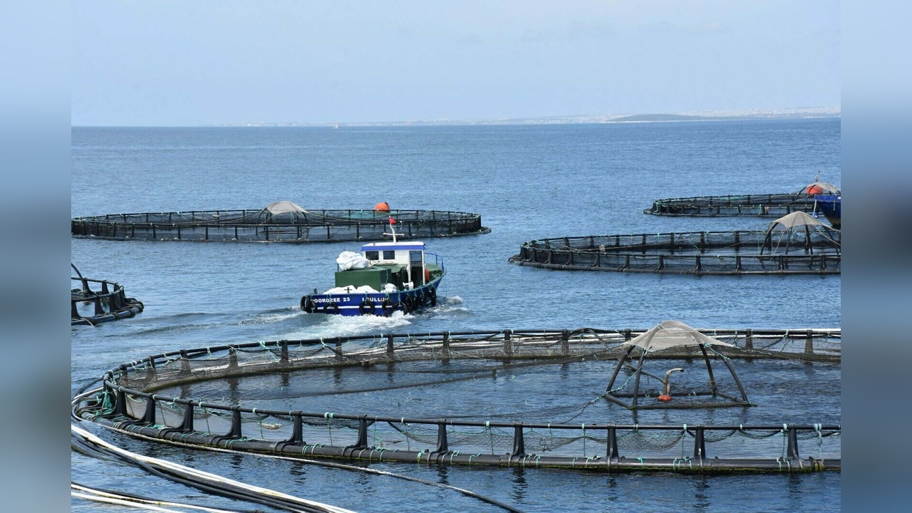 Muğla'nın Balık İhracatı 625 Milyon Doları Aştı