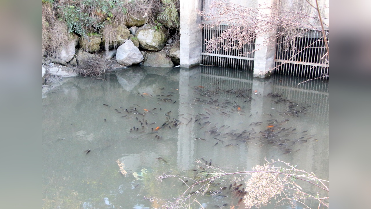 Ceyhan Nehri'nde Balık Ölümleri ve Su Kirliliği Endişesi