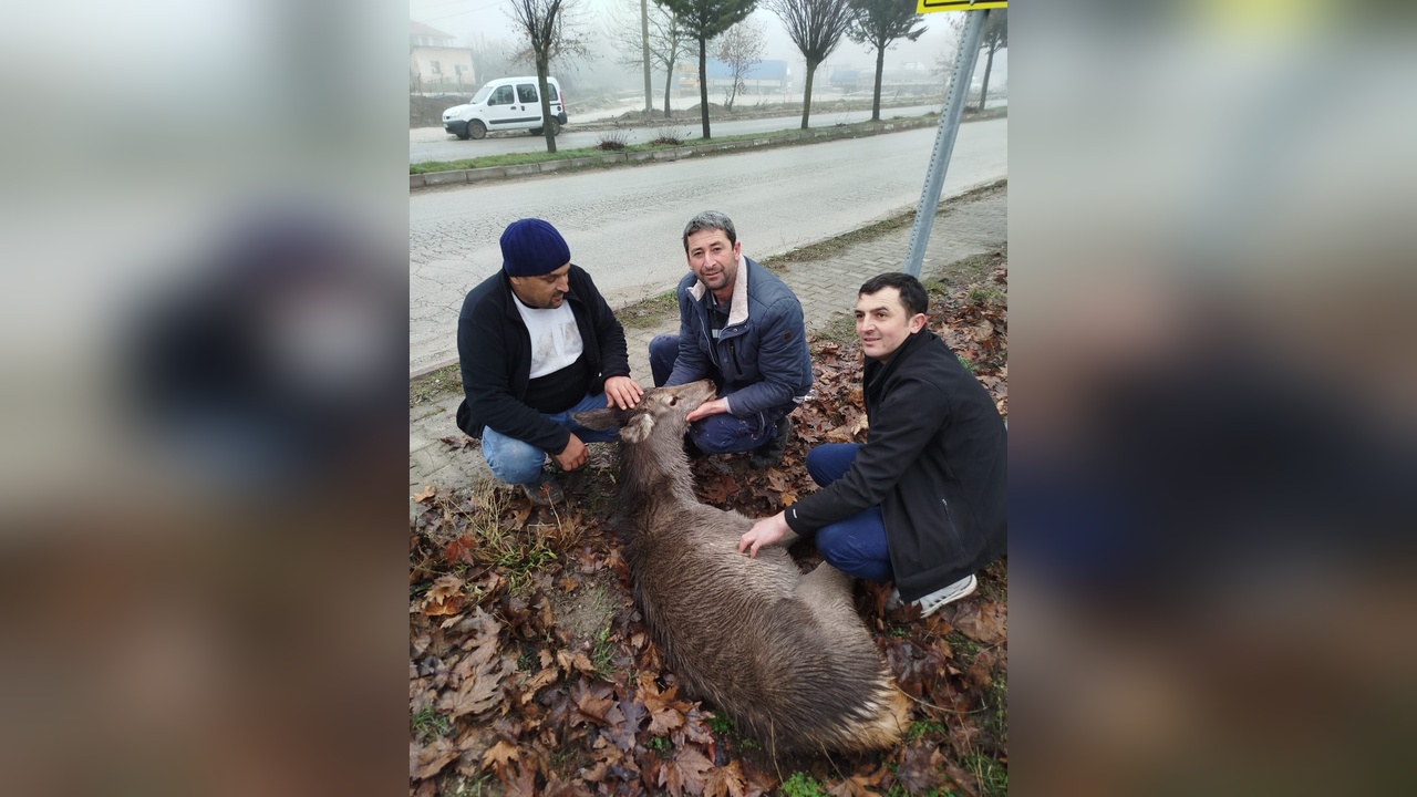 Yaralı Karaca, Belediye Personeli Tarafından Kurtarıldı