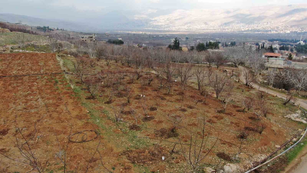 Suriye'de Tarım Faaliyetleri Yeniden Canlanıyor
