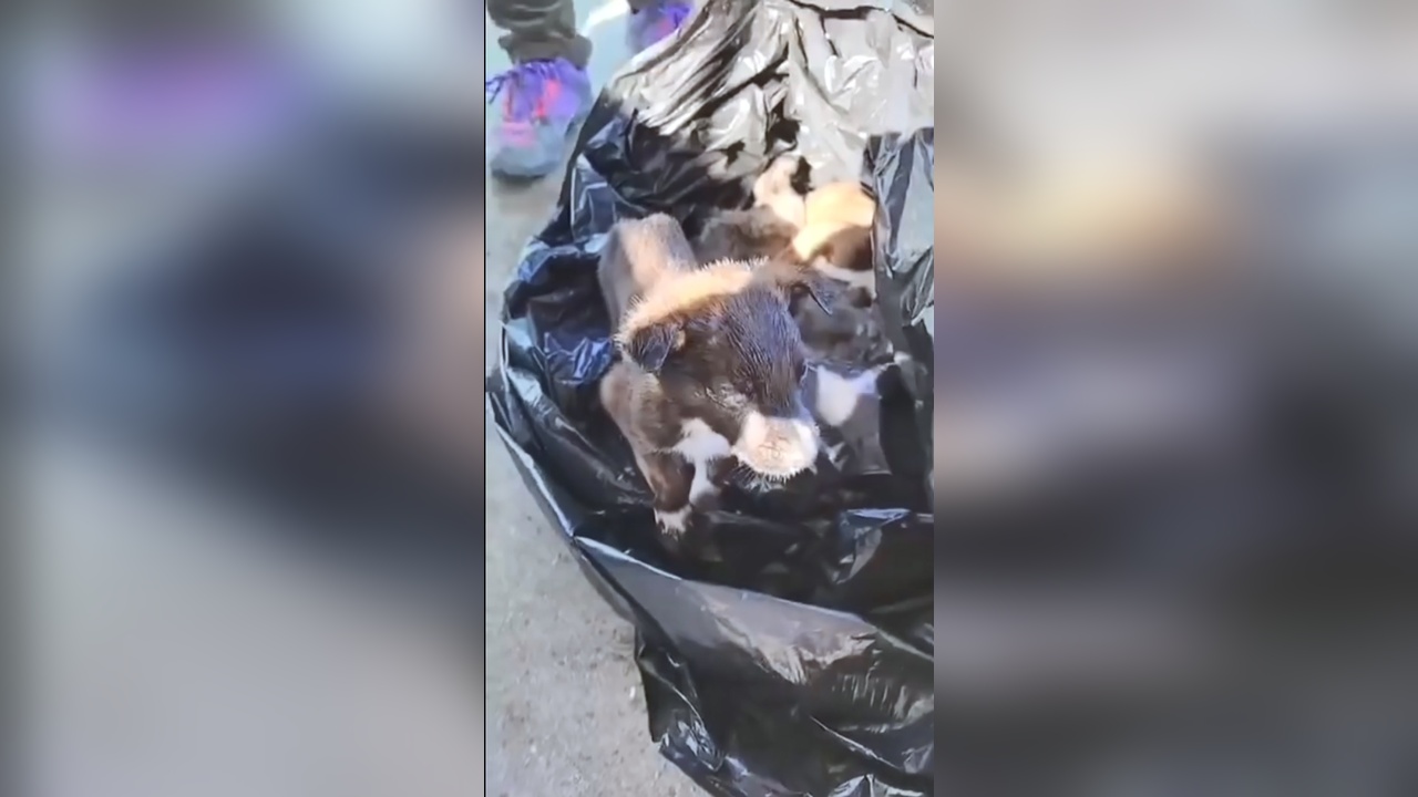 Edirne'de Çöpe Atılan Yavru Köpekler İçin İki Kişi Gözaltına Alındı