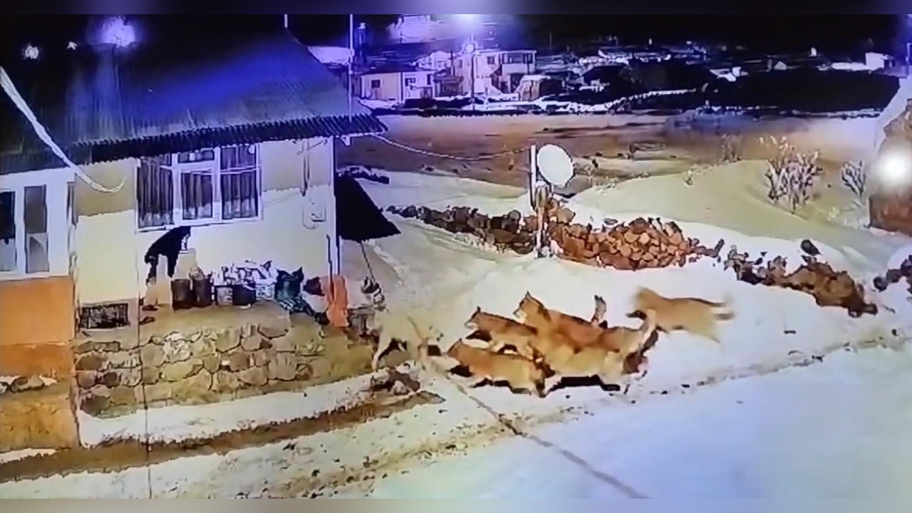 Kahraman Çoban Köpeği Kurt Sürüsüne Karşı Durdu