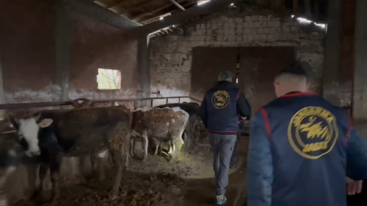Sakarya'da Büyükbaş Hayvan Hırsızlığına Karşı Operasyon Düzenlendi