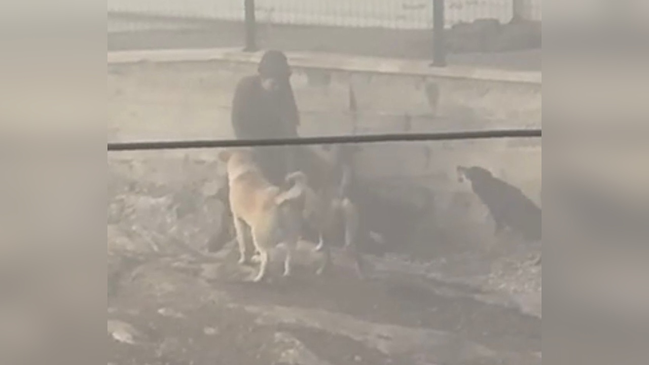 Ankara'da Hamile Kadına Başka Bir Saldırı: Başıboş Köpekler Tehlike Saçtı