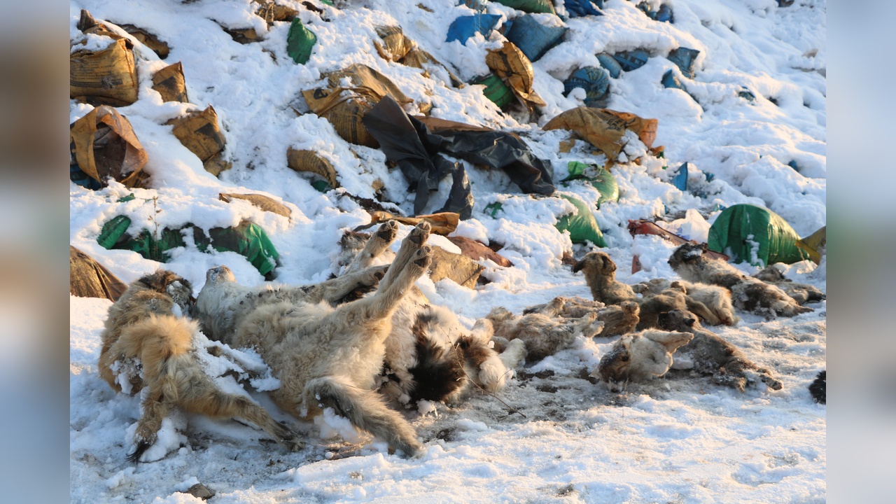 Yüksekova'da Kül Dökülen Alanda 20 Ölü Köpek Tespit Edildi