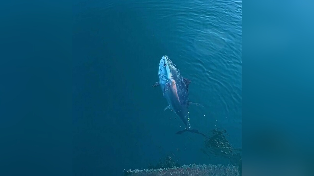 Çanakkale'de Balıkçılar Orkinos Besleme Anlarını Paylaştı