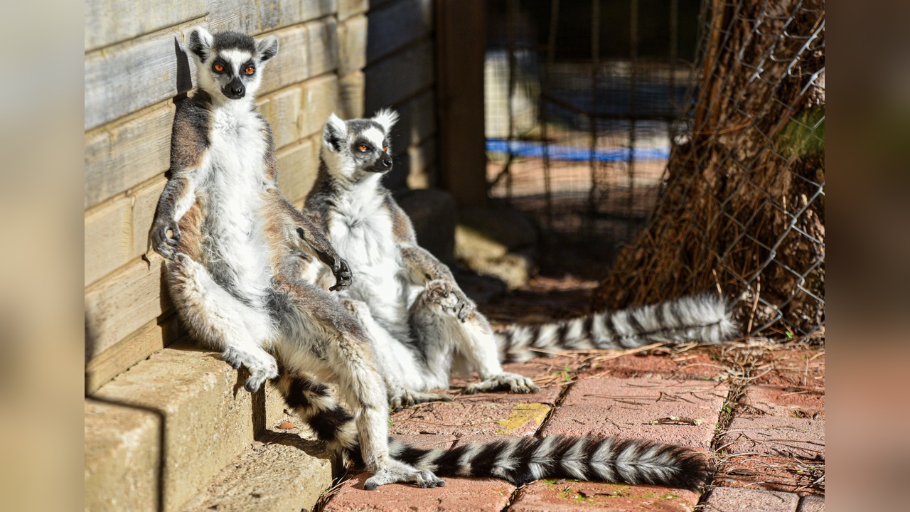 Lemurlar Kış Aylarında Güneşle Buluşuyor