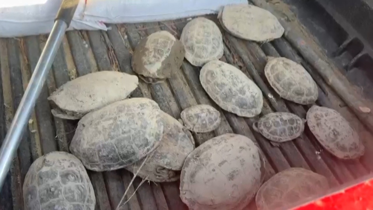 Çamurda Mahsur Kalan 240 Kaplumbağa Kurtarıldı