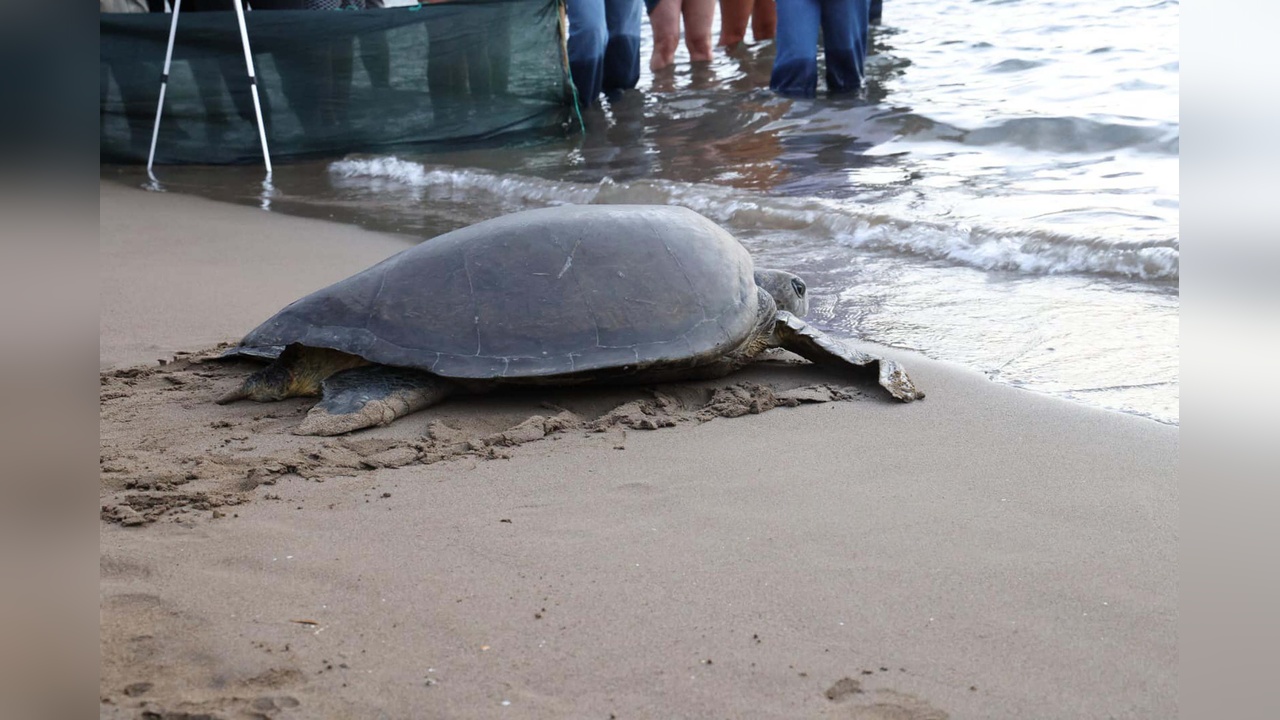 Caretta Caretta'nın Lansinoh Rotası 18 Bin Kişi Tarafından İzlenildi